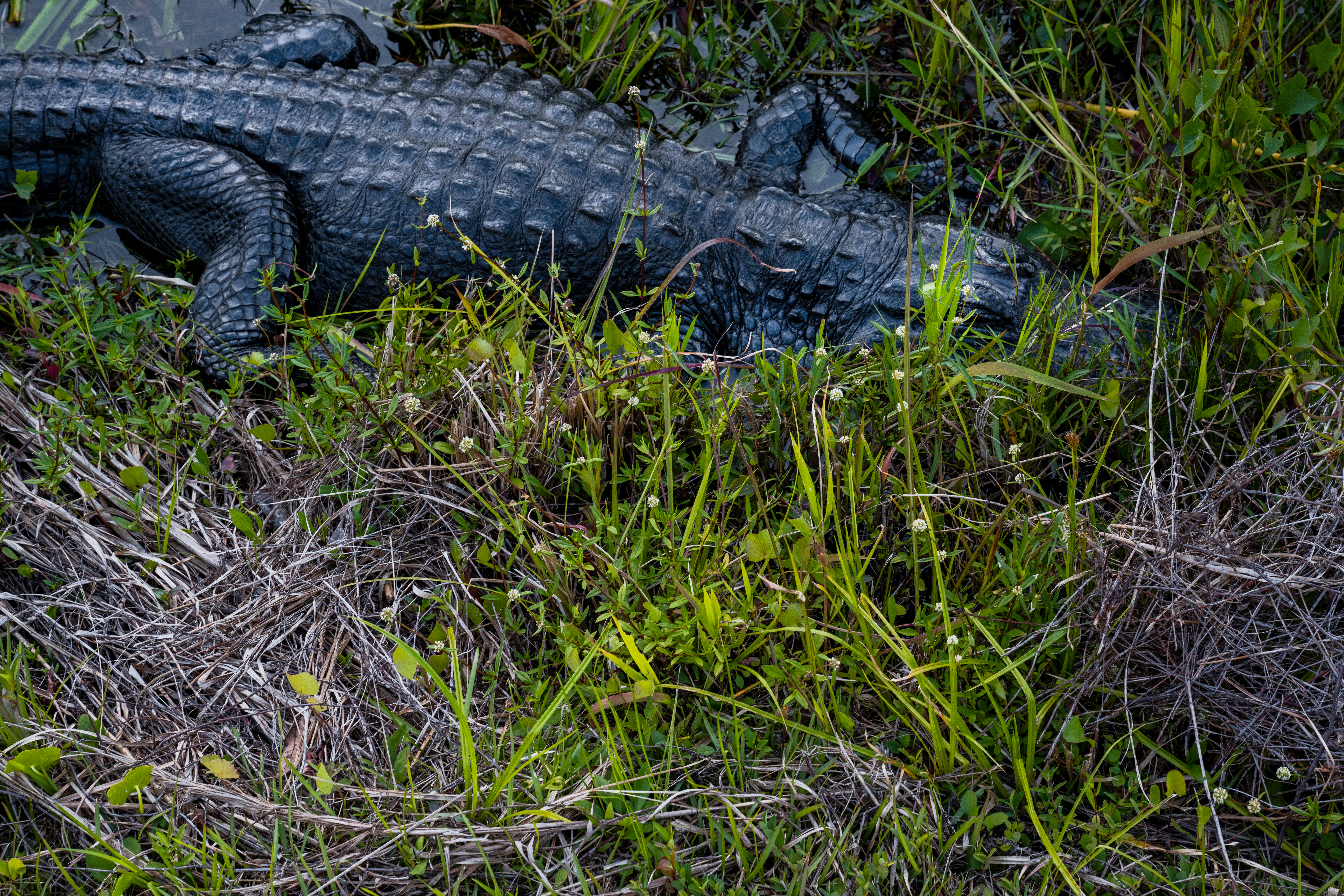 Everglades National Park Alligator Napping by Paul Kestel