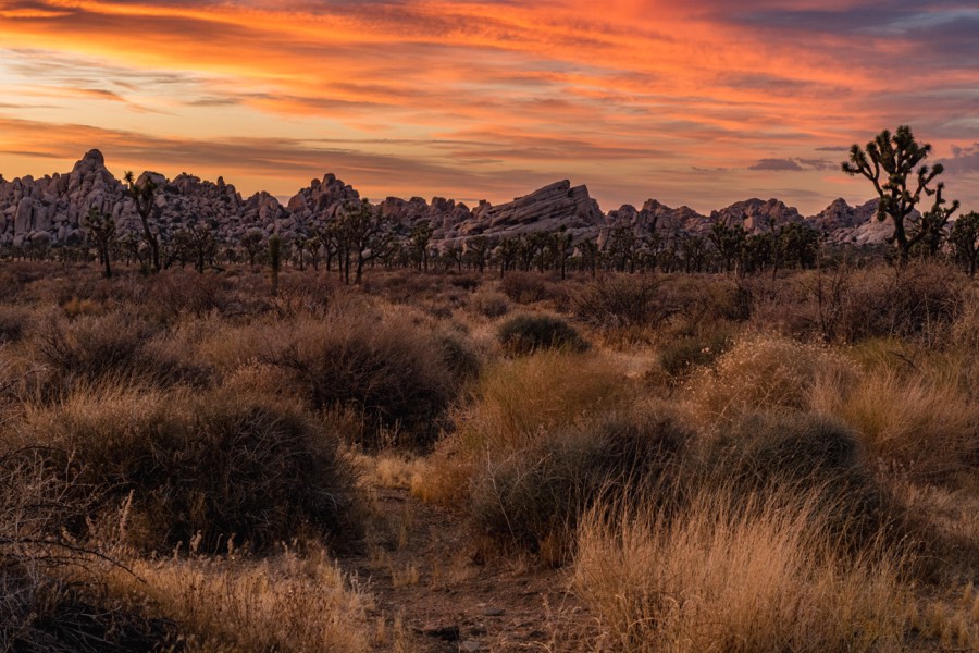 Burning Sky Joshua Tree National Park by Paul Kestel
