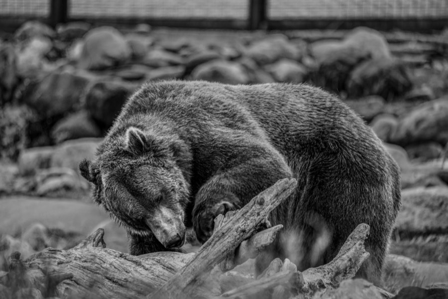 Grizzley looking for Food in West Yellowstone by Paul Kestel