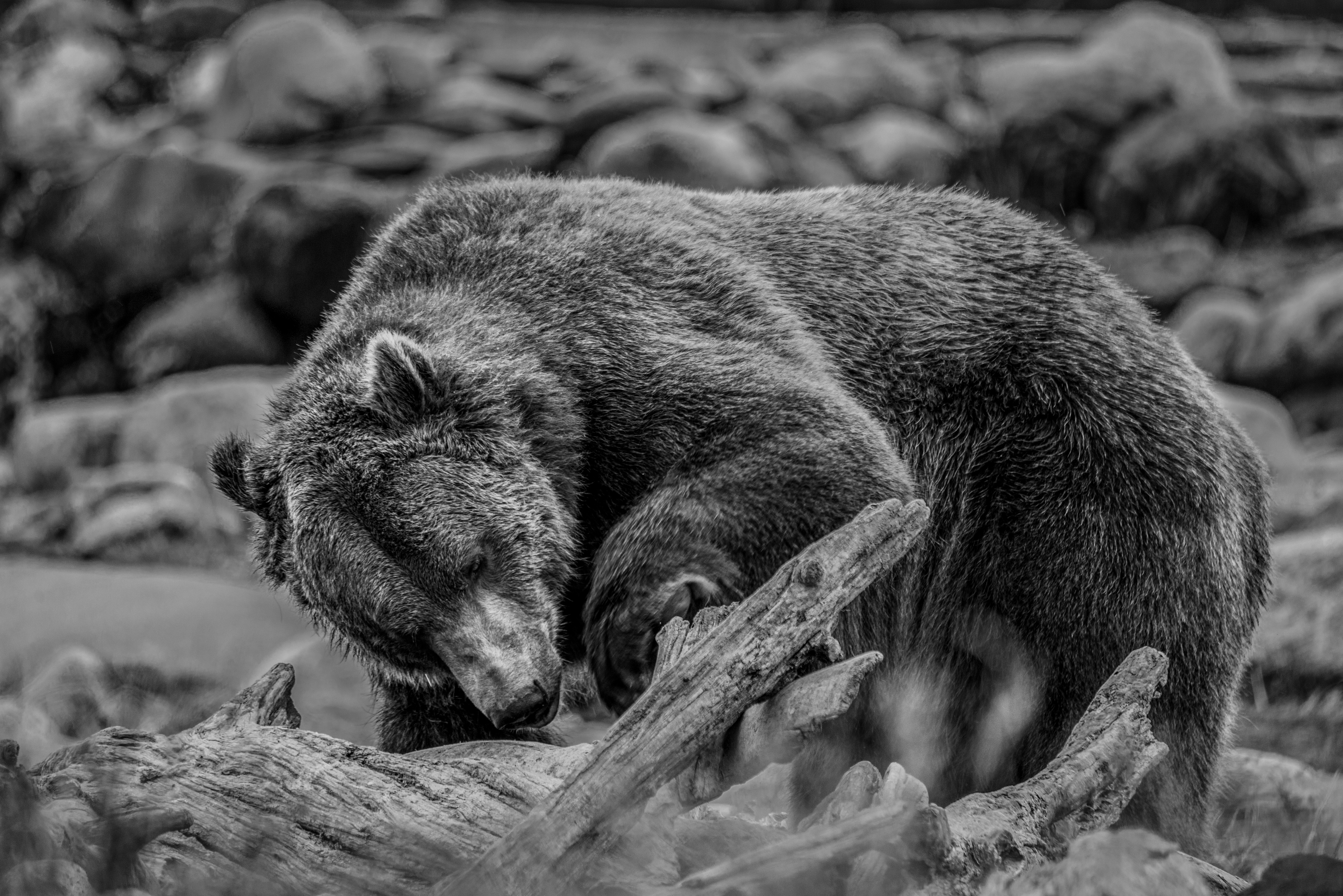 Grizzley looking for Food in West Yellowstone by Paul Kestel