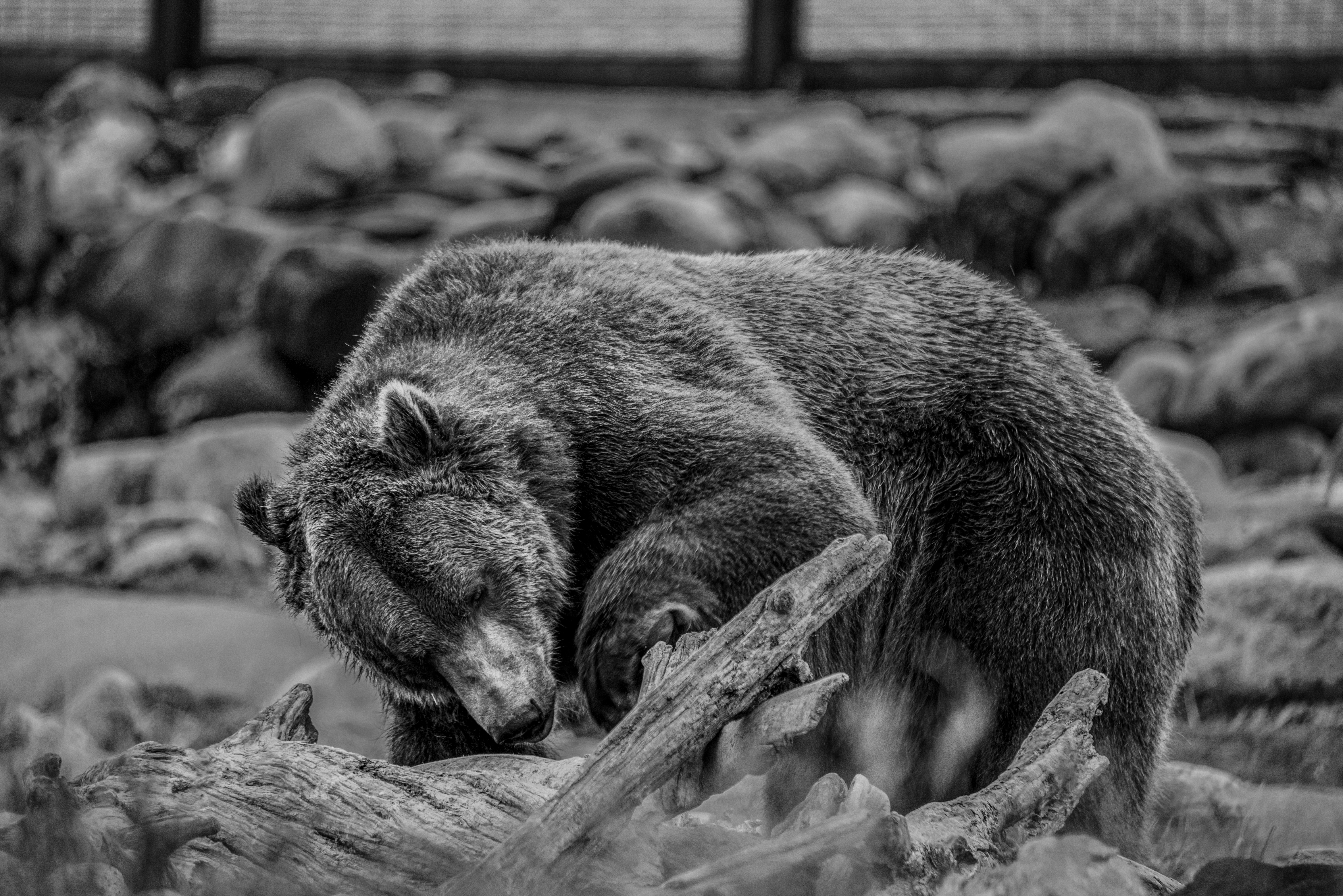 Grizzley looking for Food in West Yellowstone by Paul Kestel