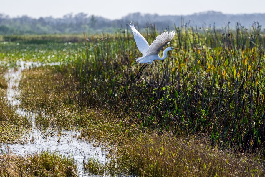 Flight by Paul Kestel