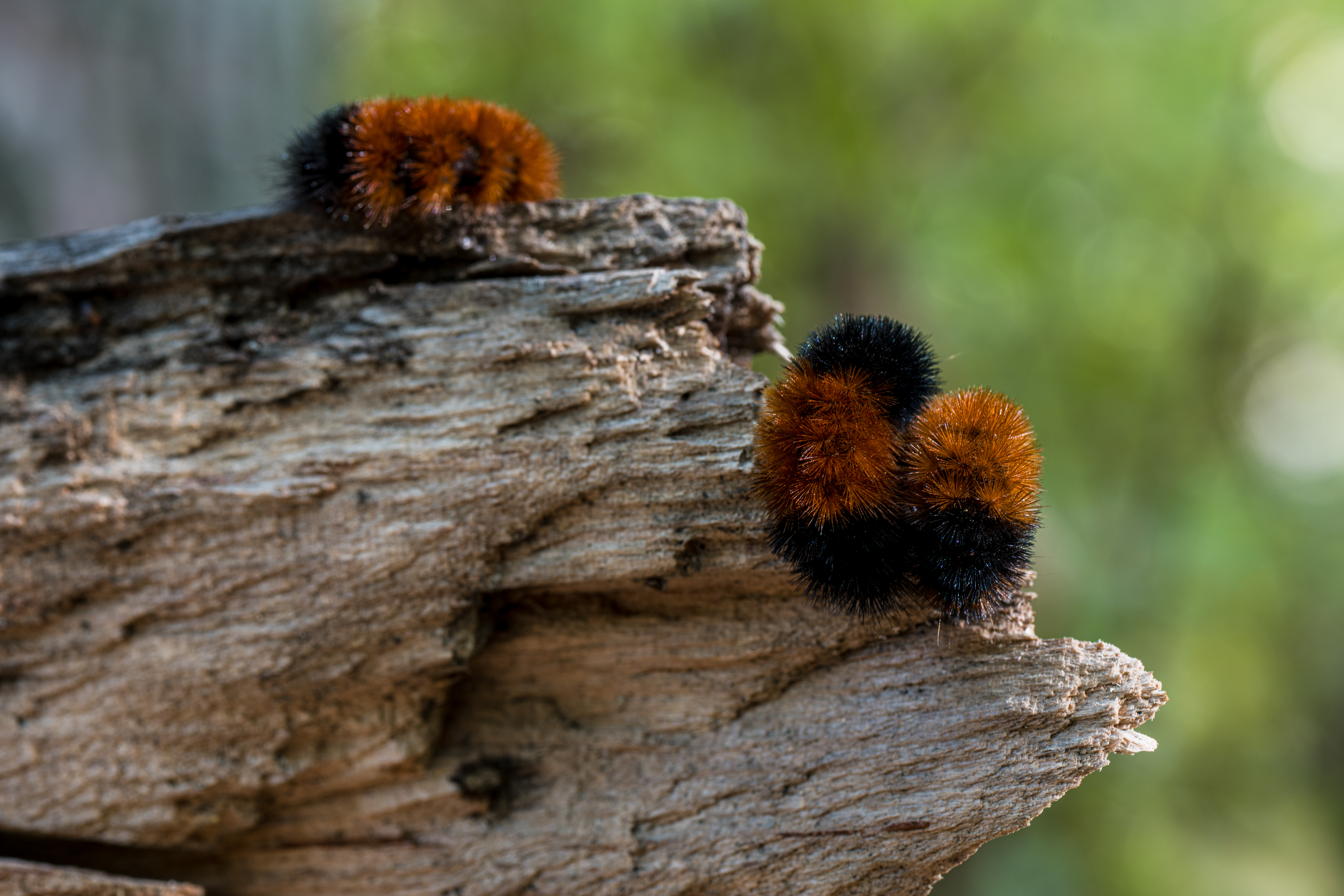 Sleeping Woolly Bear Caterpillars by Paul Kestel