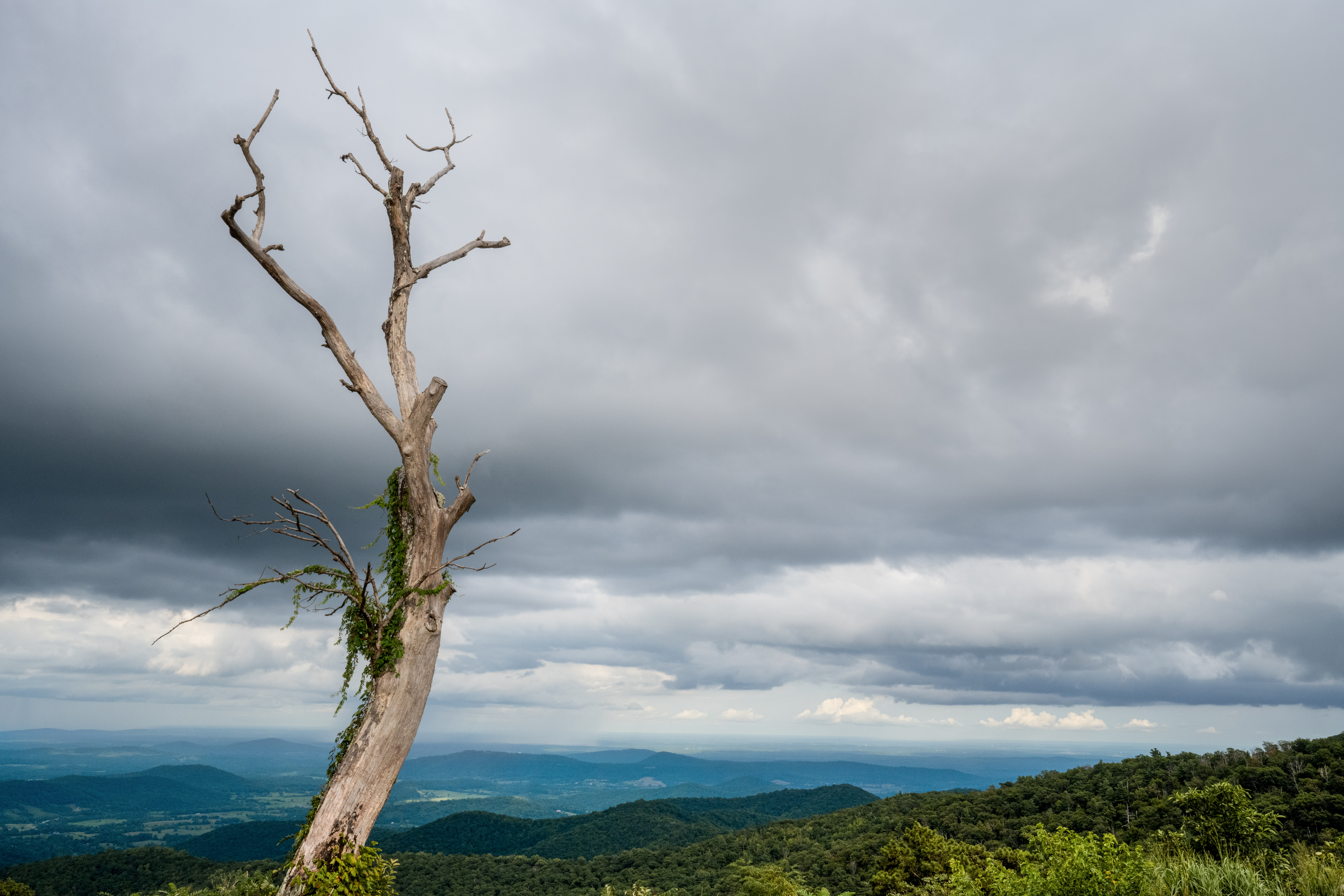Dead Tree by Paul Kestel