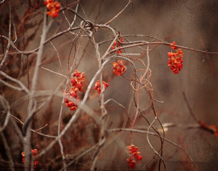 Bronze Winter by Paul Kestel