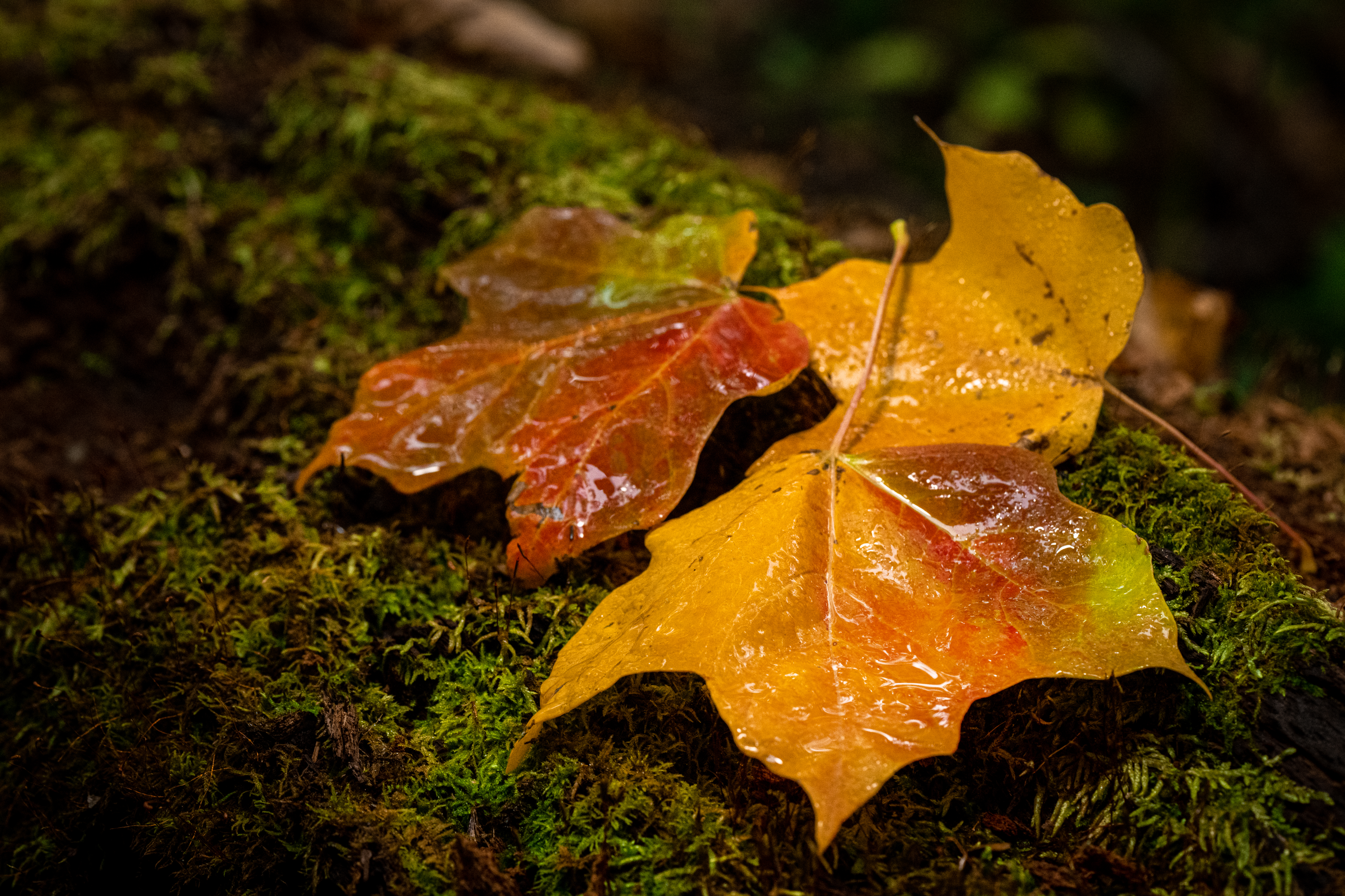 Iowa Fall Leaves by Paul Kestel