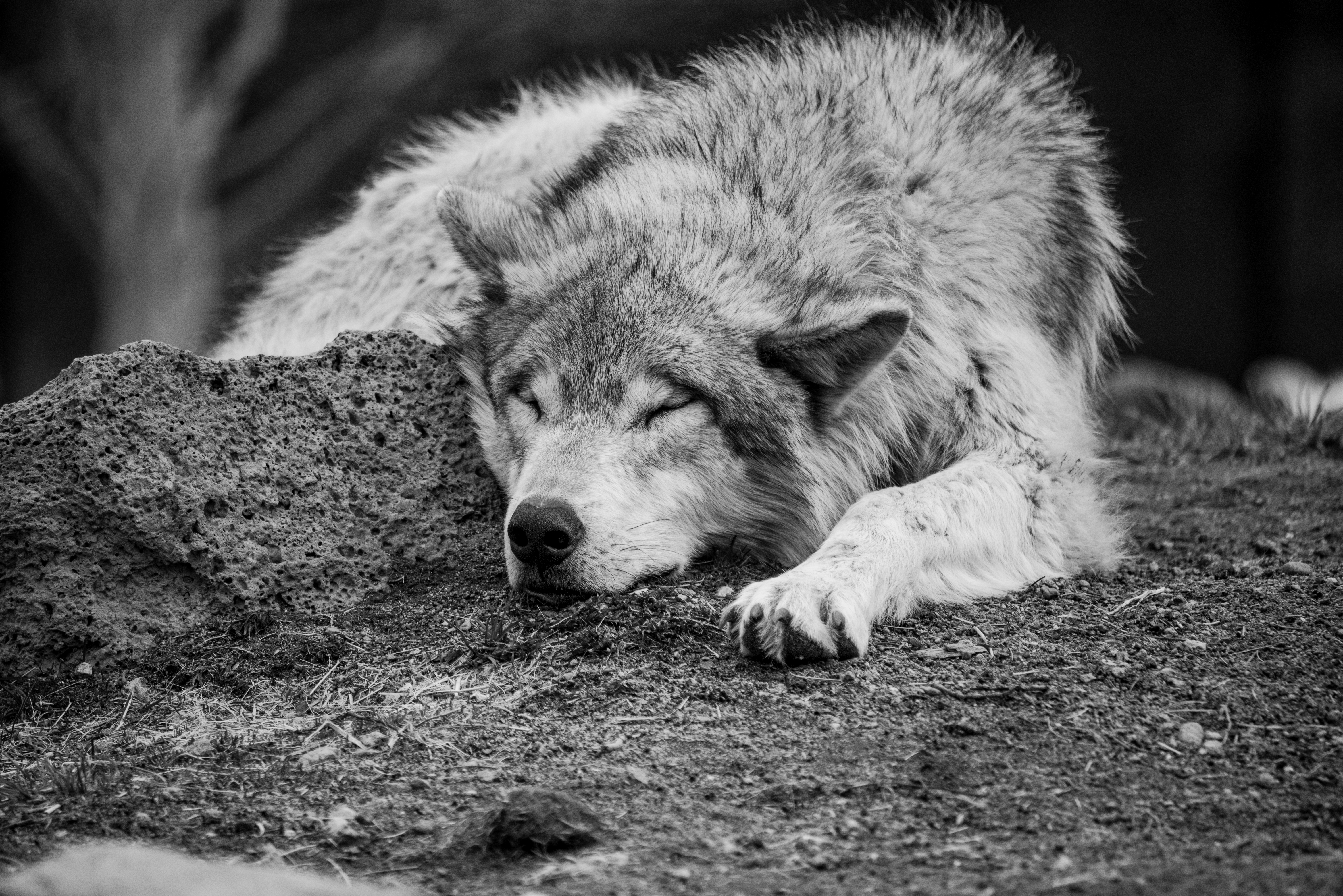Sleeping Wolf B&W by Paul Kestel