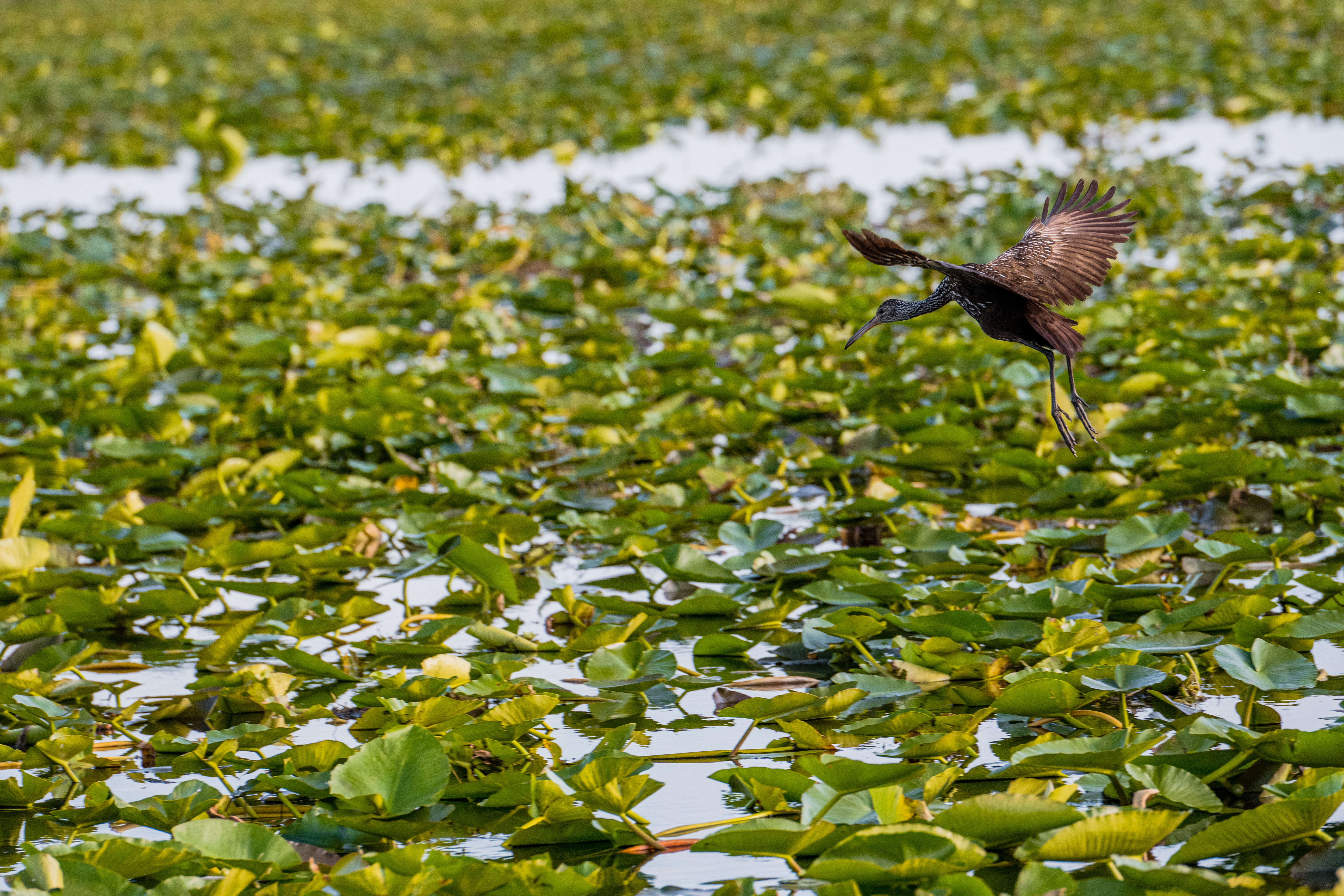 Looking for Food by Paul Kestel