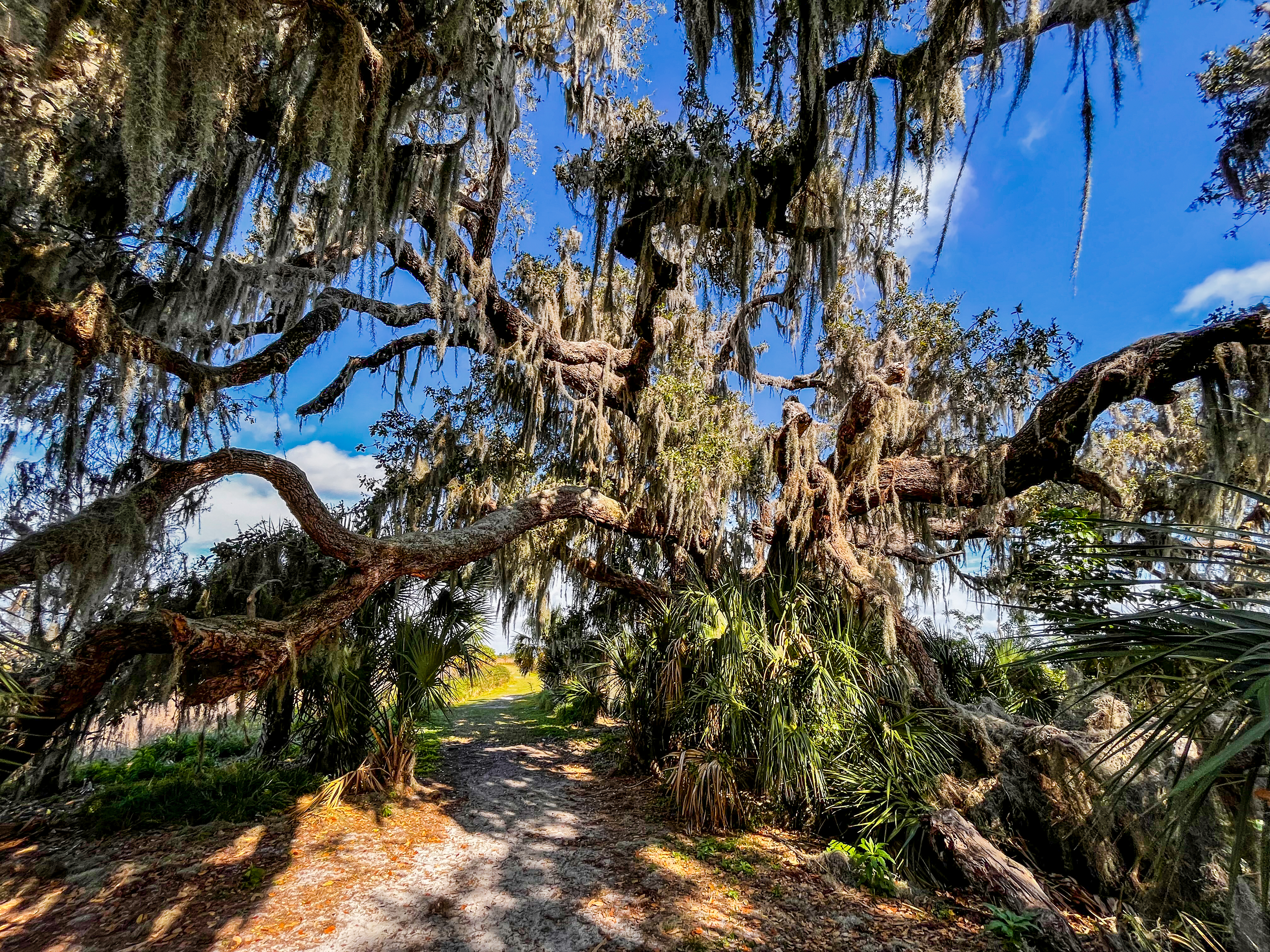 Moss Tree by Paul Kestel