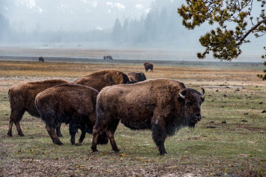 Bison in Yellowstone National Park by Paul Kestel