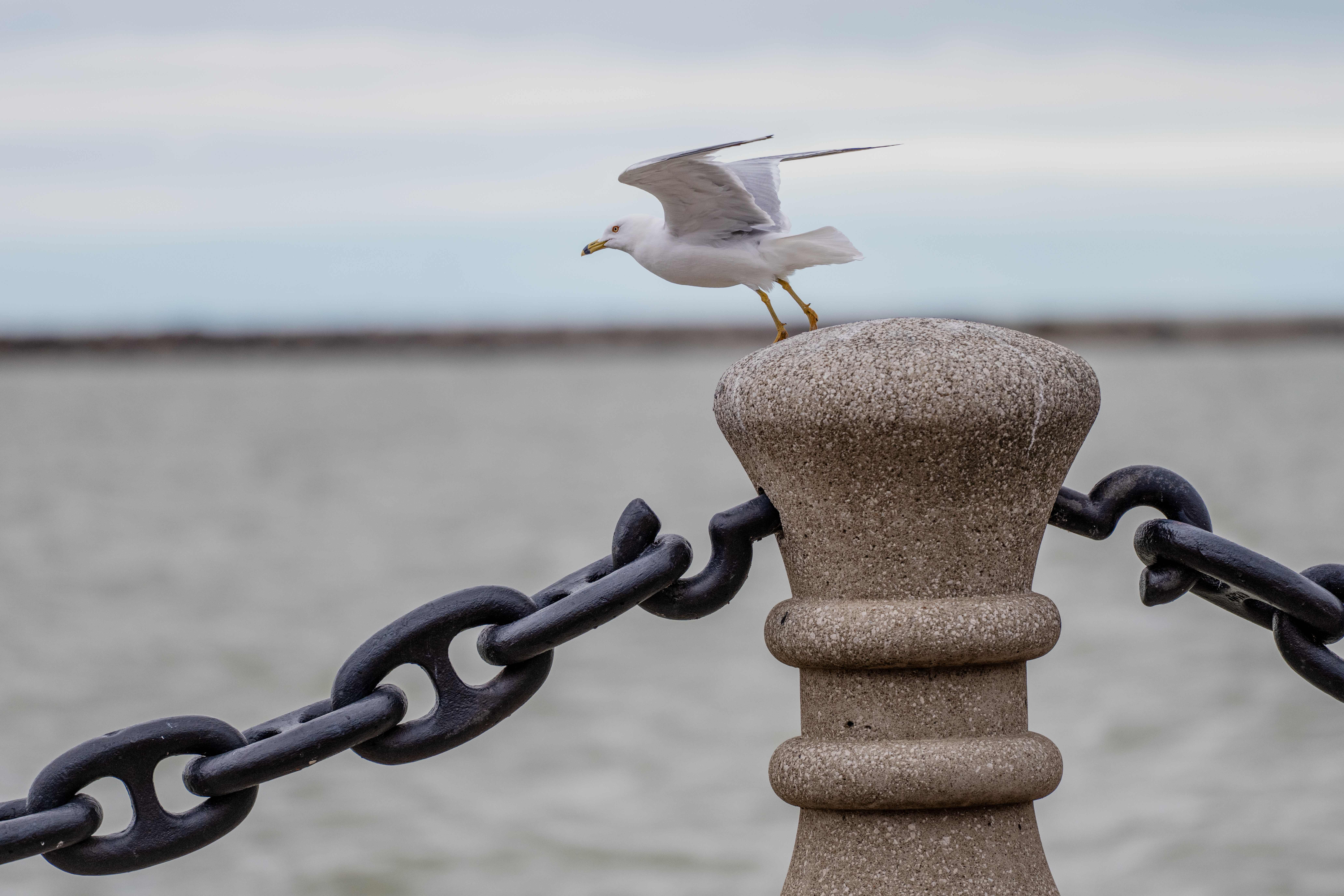 Gull by Paul Kestel