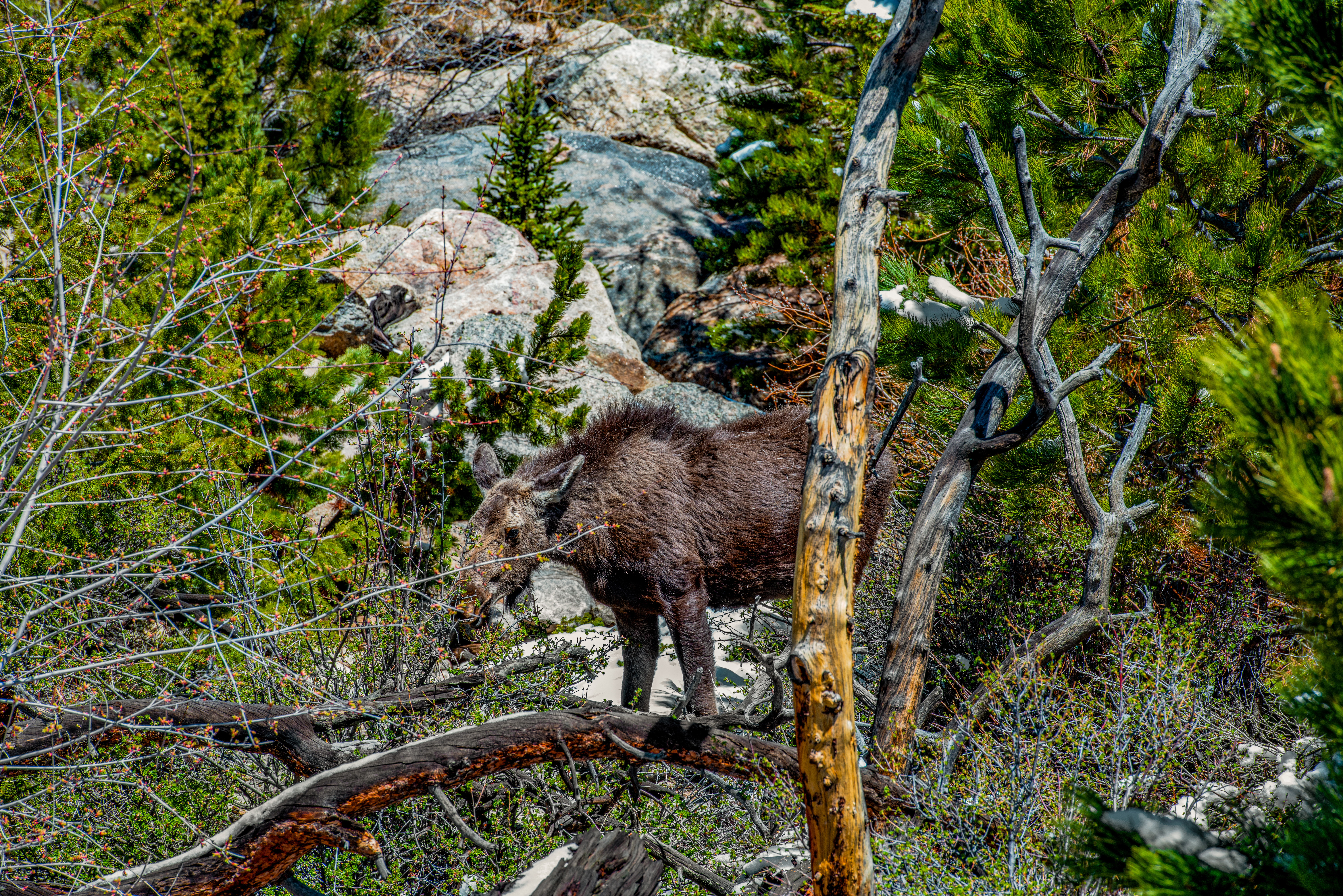 Moose in Rocky Mountain National Park by Paul Kestel