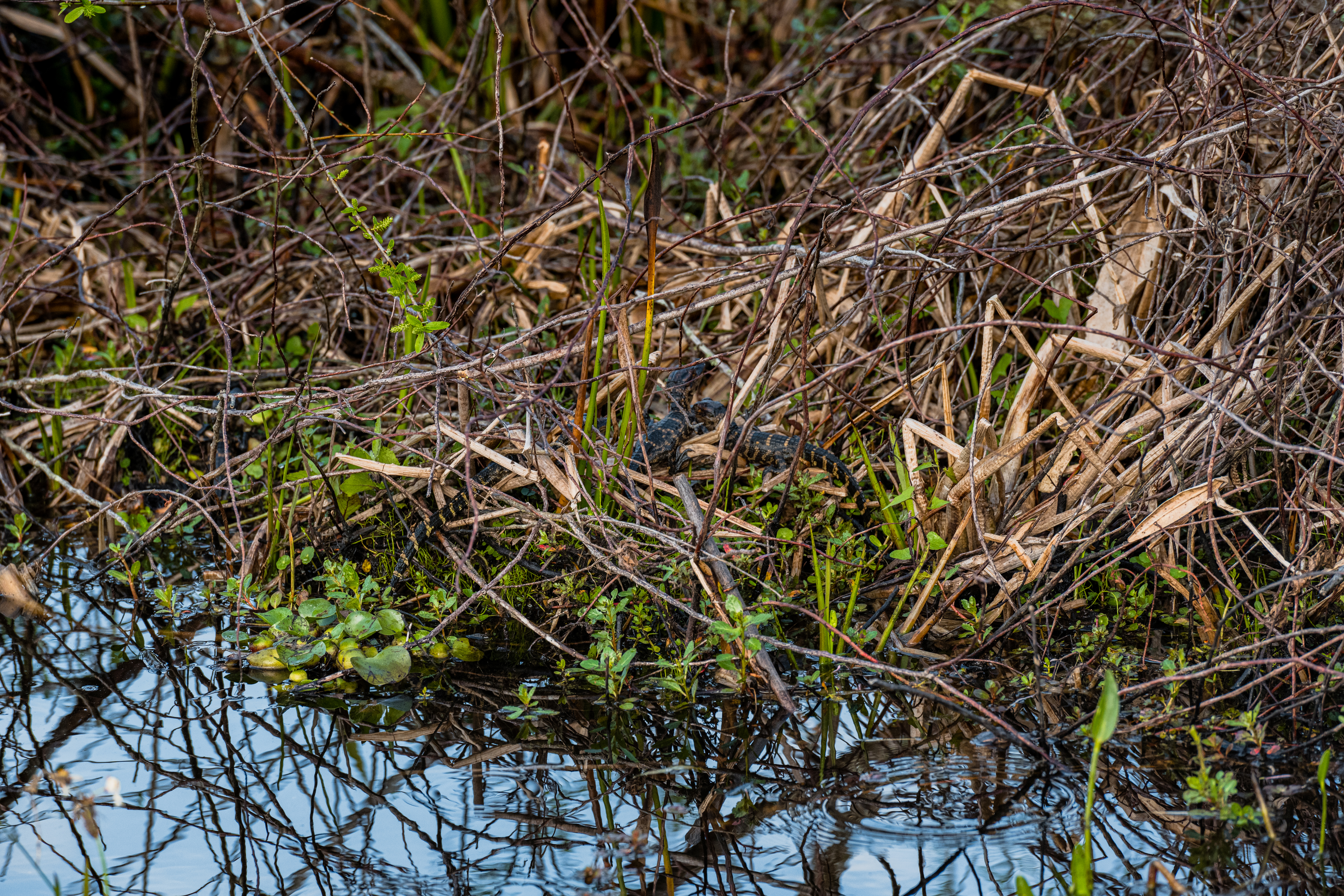 Baby Alligators by Paul Kestel