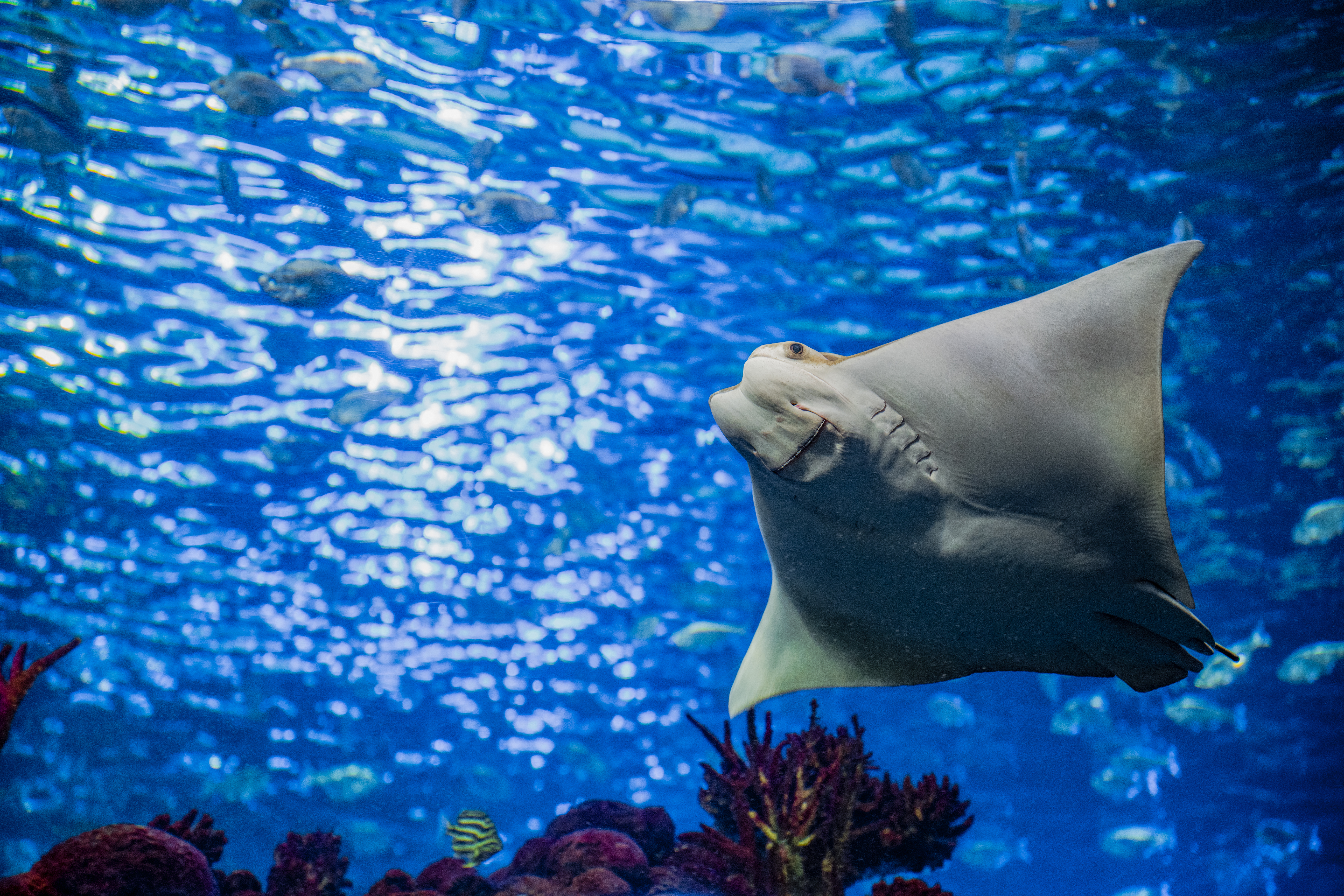 Stingray by Paul Kestel