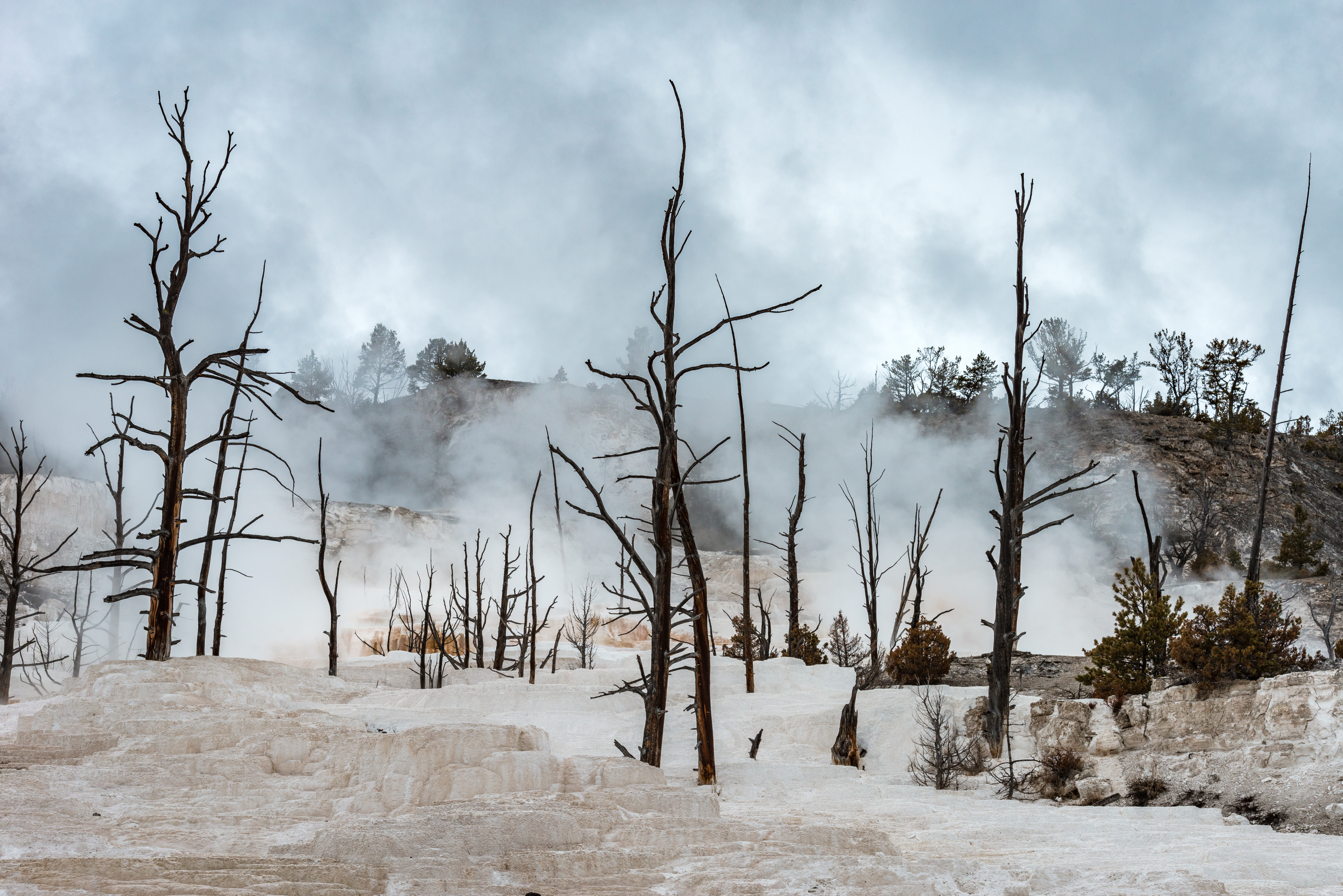 Morning steam at Mammoth Hot Spring Yellowstone National Park by Paul Kestel