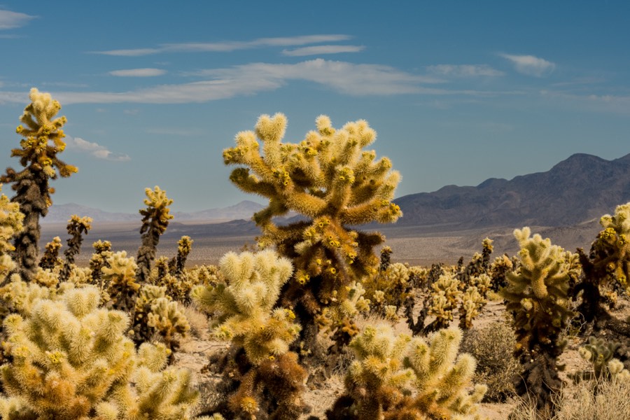 Cholla Cactus Garden Joshua Tree by Paul Kestel